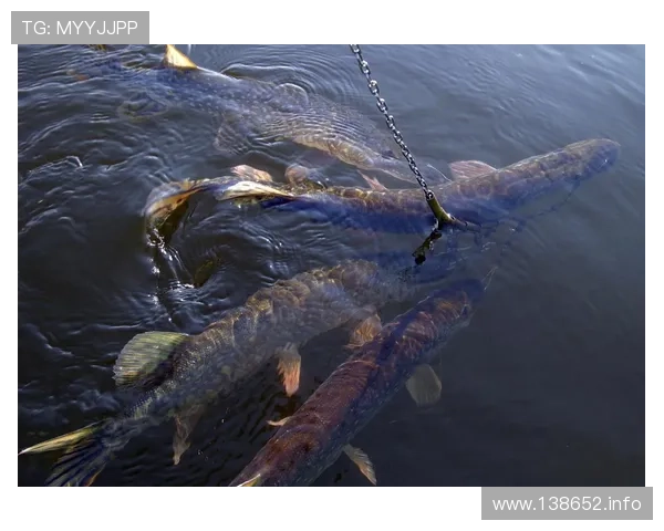 钓乌青直播：揭秘黑坑巨物上钩全纪录